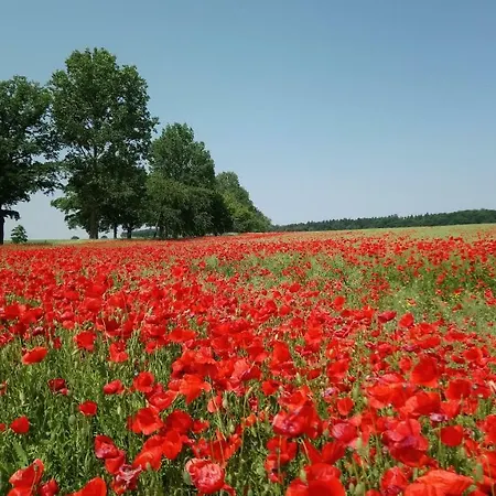 Neukalener Stadthaus Zum Alten Schmied *