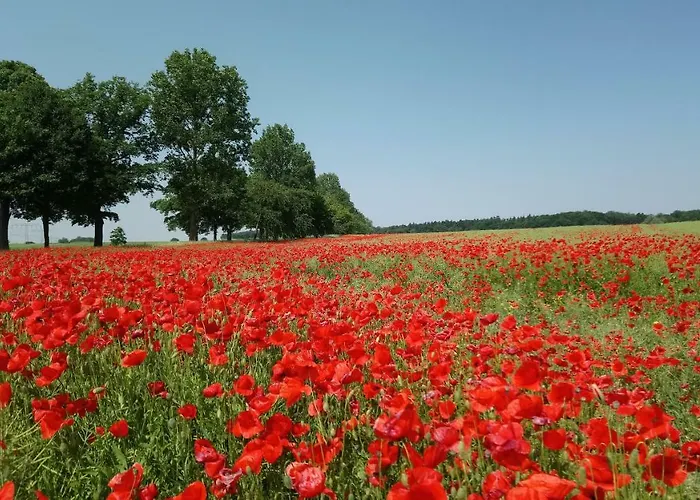Neukalener Stadthaus Zum Alten Schmied *